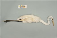 藏品(大白鷺)的圖片